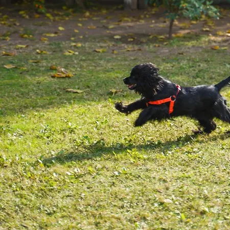 Affittacamere Keyif & Aparts Çıralı