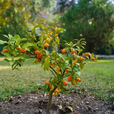 Keyif & Aparts Affittacamere